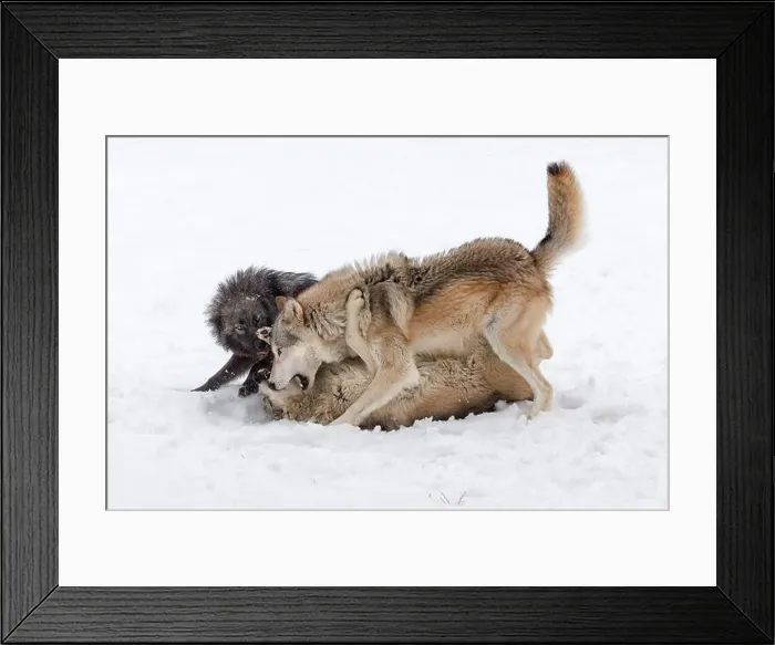 Framed Print : The gray wolf or grey wolf is native to Eurasia and N America Framed Print : The gray wolf or grey wolf is native to Eurasia and N America
