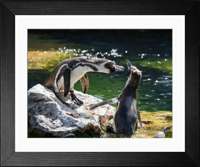 Framed Print : Two Penguins stand on a Rock Together Near a Pond Framed Print : Two Penguins stand on a Rock Together Near a Pond