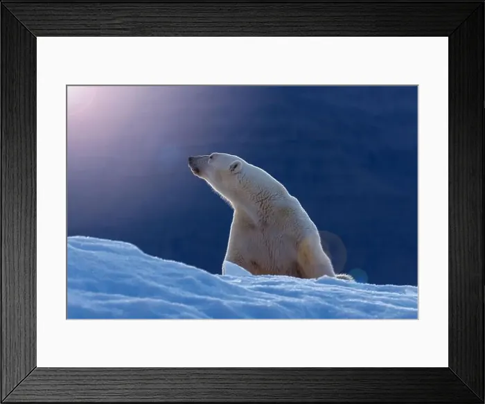 Framed Print : Polar bear in early morning sunlight Framed Print : Polar bear in early morning sunlight