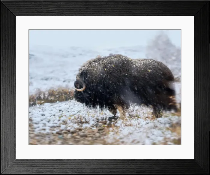 Framed Print : Northern muskox in winter mountains