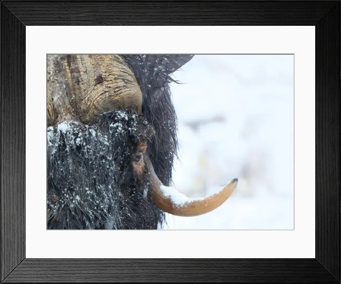 Framed Print : Northern muskox in winter mountains Framed Print : Northern muskox in winter mountains