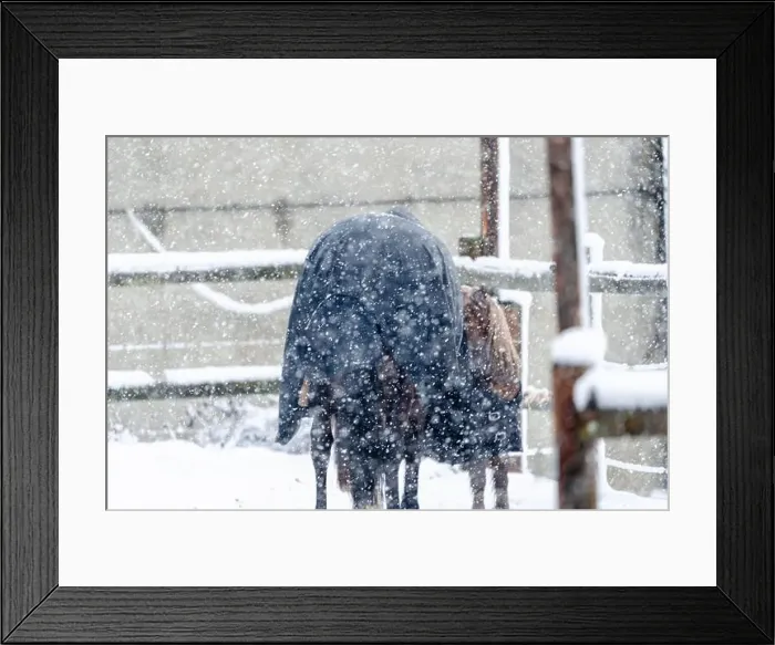 Framed Print : A horse is standing in a snow covered pen. The horse is wearing a black coat. The pen is surrounded by a fence Framed Print : A horse is standing in a snow covered pen. The horse is wearing a black coat. The pen is surrounded by a fence