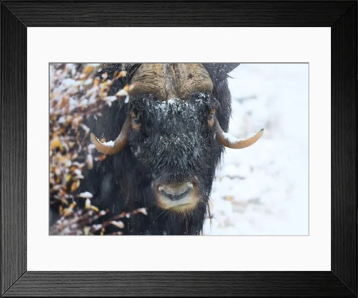 Framed Print : Northern muskox in winter mountains Framed Print : Northern muskox in winter mountains
