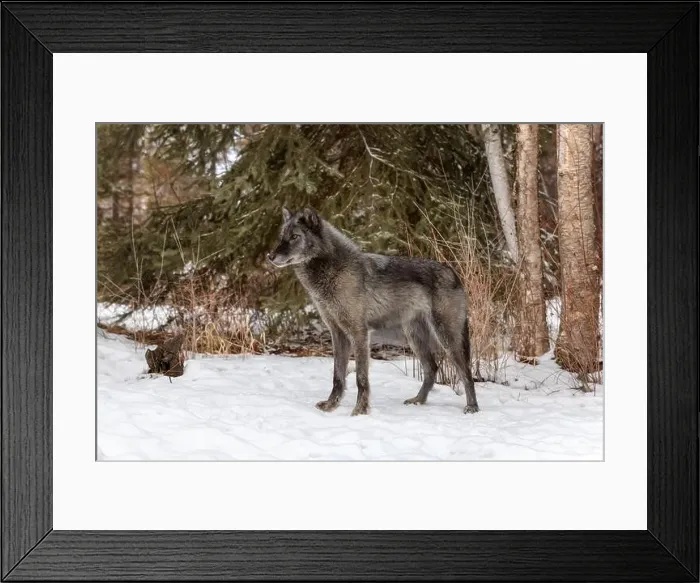 Framed Print : The gray wolf or grey wolf is native to Eurasia and N America Framed Print : The gray wolf or grey wolf is native to Eurasia and N America