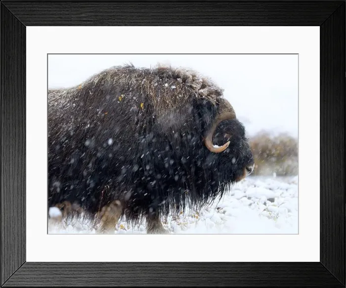 Framed Print : Northern muskox in winter mountains Framed Print : Northern muskox in winter mountains