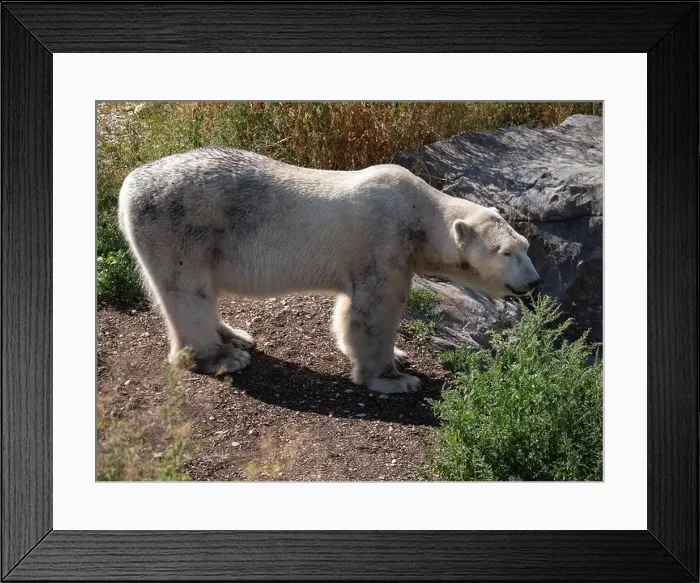 Framed Print : Solitary Polar Bear Gazing Out from Its Habitat Framed Print : Solitary Polar Bear Gazing Out from Its Habitat