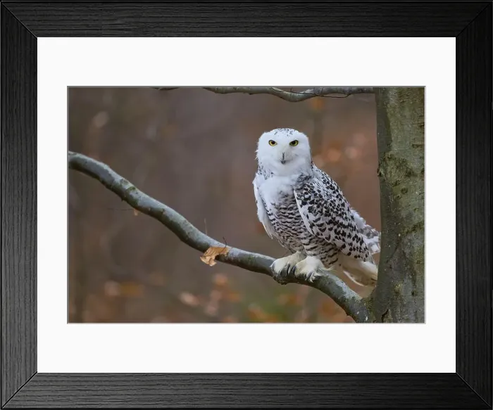 Framed Print : Snowy owl on branch (Bubo scandiacus) captive, Czech Republic, Europe Framed Print : Snowy owl on branch (Bubo scandiacus) captive, Czech Republic, Europe