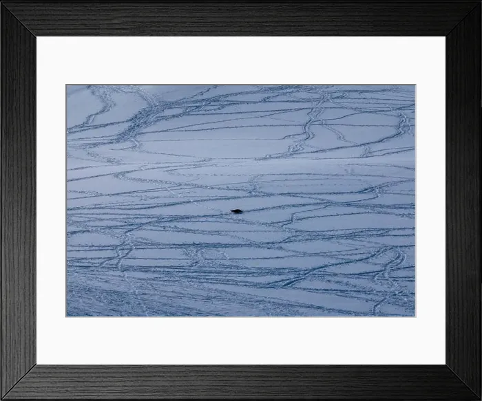 Framed Print : Single penguin lying on the snow. Penguin tracks on the snow Framed Print : Single penguin lying on the snow. Penguin tracks on the snow