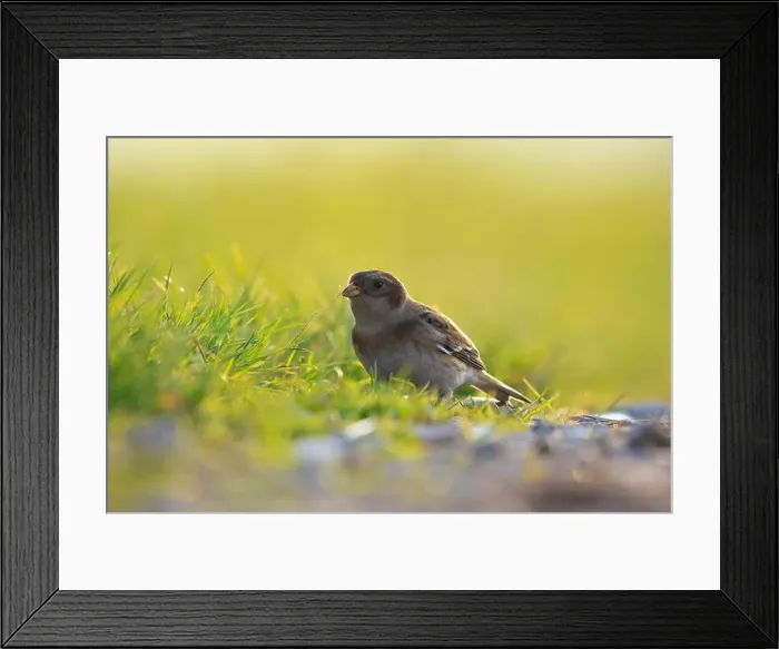 Framed Print : Closeup of a snow bunting, Plectrophenax nivalis, female bird foraging in grass Framed Print : Closeup of a snow bunting, Plectrophenax nivalis, female bird foraging in grass