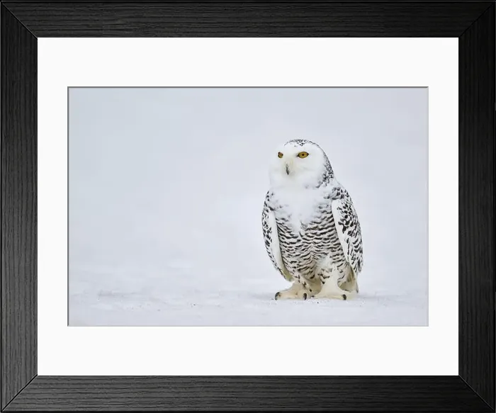 Framed Print : Snowy owl in the snow (Bubo scandiacus) captive, Czech Republic, Europe Framed Print : Snowy owl in the snow (Bubo scandiacus) captive, Czech Republic, Europe