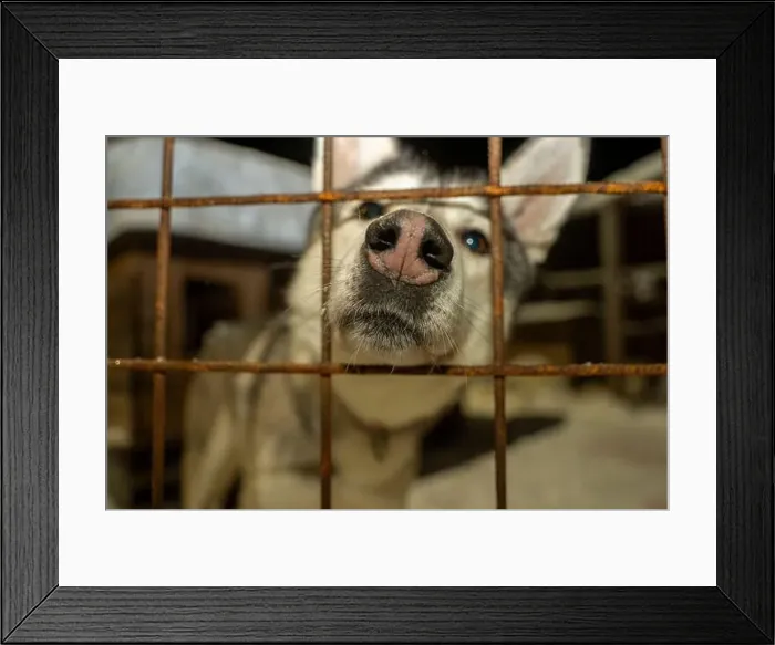 Framed Print : A dog resting in farm after a Sledding Sled dog lapland winter in Inari Nellim frozen lake Framed Print : A dog resting in farm after a Sledding Sled dog lapland winter in Inari Nellim frozen lake