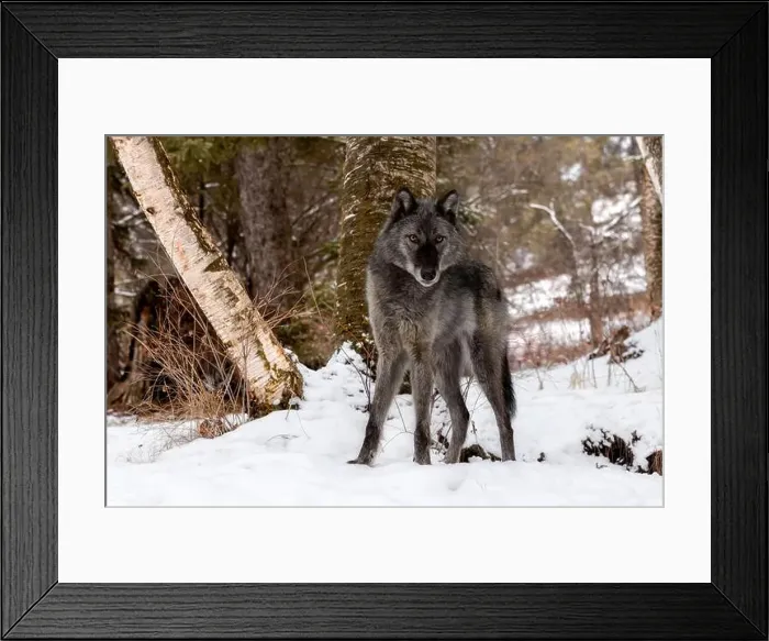 Framed Print : The gray wolf or grey wolf is native to Eurasia and N America Framed Print : The gray wolf or grey wolf is native to Eurasia and N America