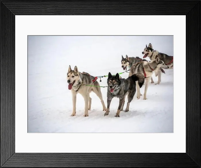 Framed Print : Sledding Sled dog lapland winter in Inari Nellim frozen lake Framed Print : Sledding Sled dog lapland winter in Inari Nellim frozen lake