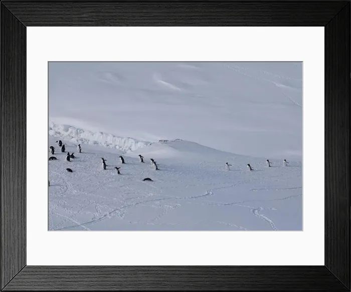 Framed Print : Group of gentoo penguins walking in the row. Track on the snow Framed Print : Group of gentoo penguins walking in the row. Track on the snow