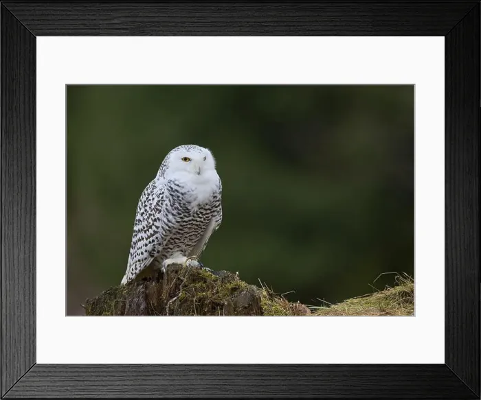 Framed Print : Snowy owl (Bubo scandiacus) captive, Czech Republic, Europe Framed Print : Snowy owl (Bubo scandiacus) captive, Czech Republic, Europe
