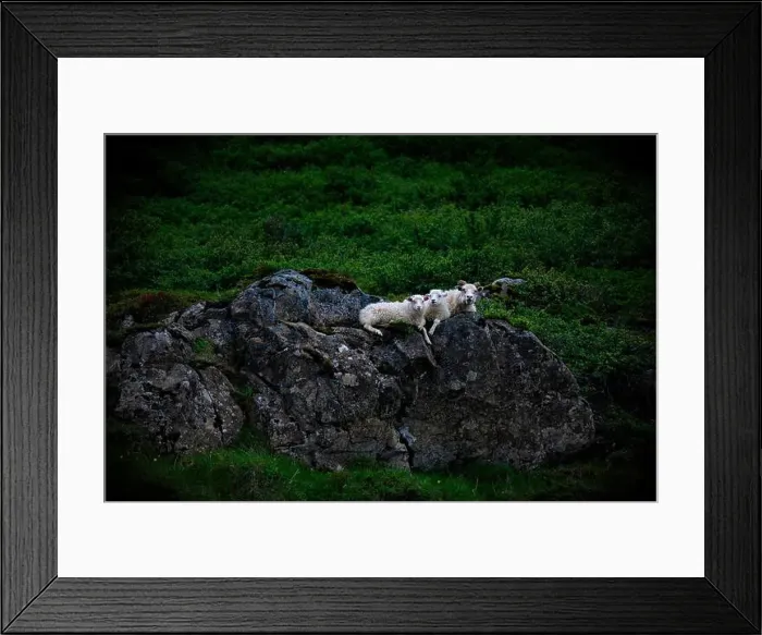 Framed Print : Mother sheep and lambs resting on rock in Iceland Framed Print : Mother sheep and lambs resting on rock in Iceland