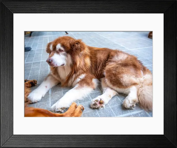 Framed Print : Alaska Malamute dog portrait in domesticated pet Framed Print : Alaska Malamute dog portrait in domesticated pet