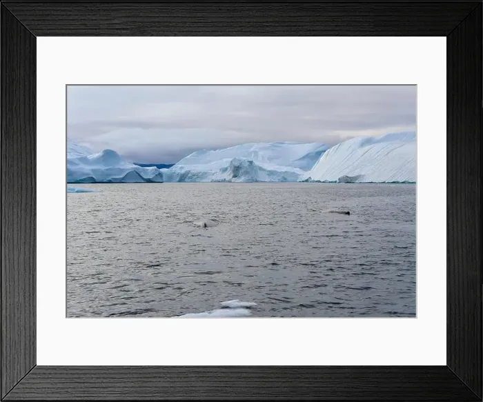 Framed Print : Two whales swimming in front of huge icebergs in Ilulissat Icefjord Framed Print : Two whales swimming in front of huge icebergs in Ilulissat Icefjord