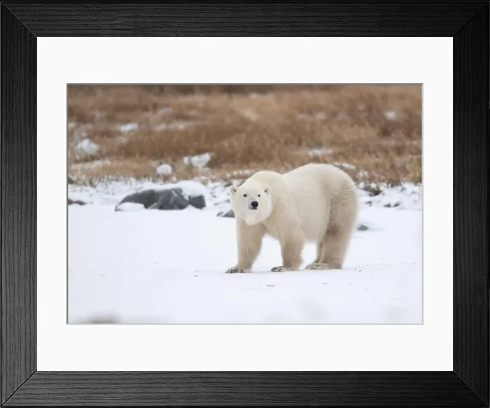 Framed Print : Polar bear on snow covered ground near the shoreline of Hudson Bay outside of Churchill, Manitoba, In winter Framed Print : Polar bear on snow covered ground near the shoreline of Hudson Bay outside of Churchill, Manitoba, In winter