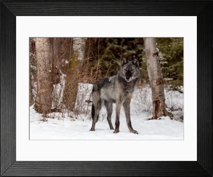 Framed Print : The gray wolf or grey wolf is native to Eurasia and N America Framed Print : The gray wolf or grey wolf is native to Eurasia and N America
