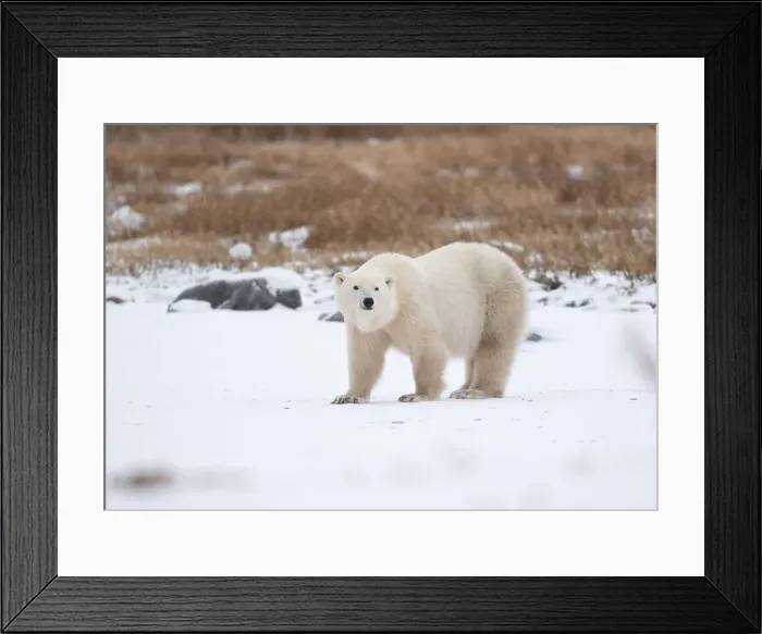 Framed Print : Polar bear on snow covered ground near the shoreline of Hudson Bay outside of Churchill, Manitoba, In winter Framed Print : Polar bear on snow covered ground near the shoreline of Hudson Bay outside of Churchill, Manitoba, In winter
