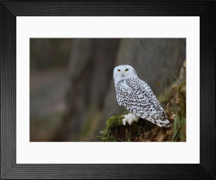 Framed Print : Snowy owl (Bubo scandiacus) captive, Czech Republic, Europe Framed Print : Snowy owl (Bubo scandiacus) captive, Czech Republic, Europe
