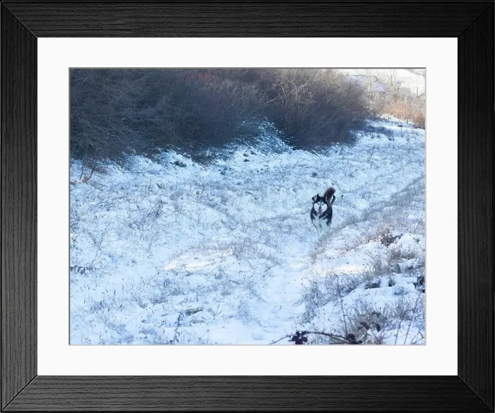Framed Print : photo of hasky in snow Framed Print : photo of hasky in snow