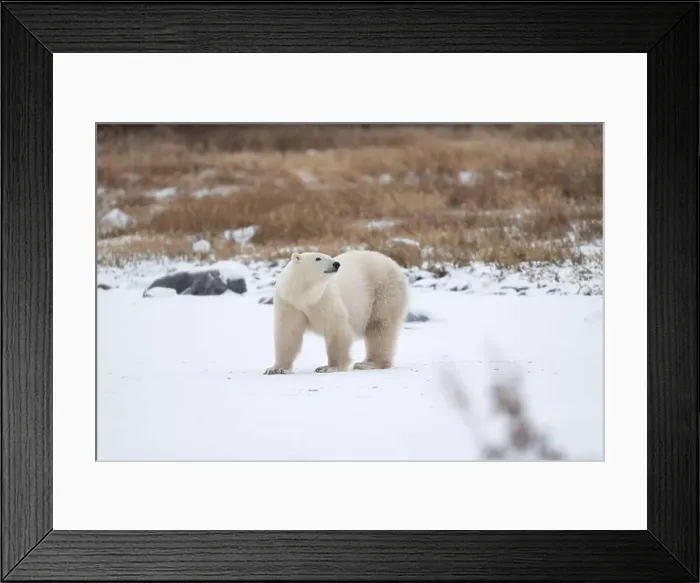 Framed Print : Polar bear on snow covered ground near the shoreline of Hudson Bay outside of Churchill, Manitoba, In winter Framed Print : Polar bear on snow covered ground near the shoreline of Hudson Bay outside of Churchill, Manitoba, In winter