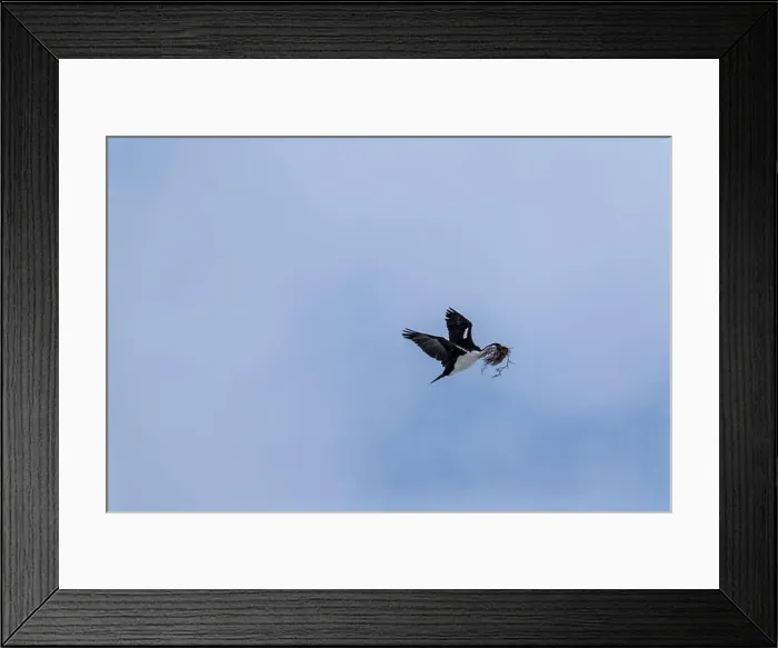 Framed Print : Antarctic Shag -Leucocarbo bransfieldensis- flying and carrying Framed Print : Antarctic Shag -Leucocarbo bransfieldensis- flying and carrying