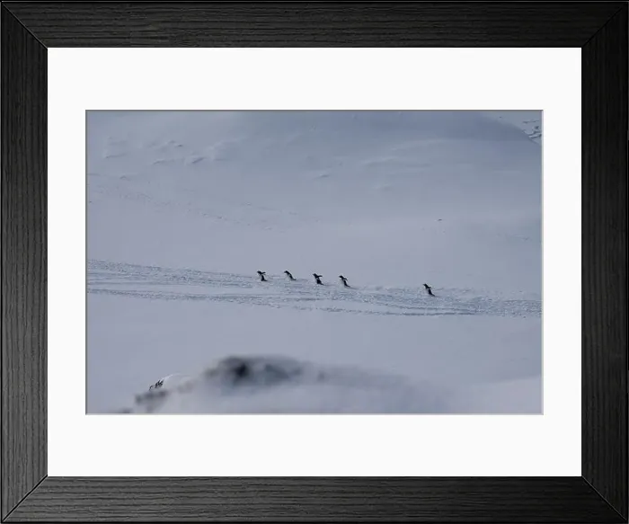 Framed Print : Group of gentoo penguins walking in the row. Track on the snow Framed Print : Group of gentoo penguins walking in the row. Track on the snow