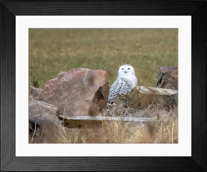 Framed Print : Snowy Owl sitting on the ground Framed Print : Snowy Owl sitting on the ground