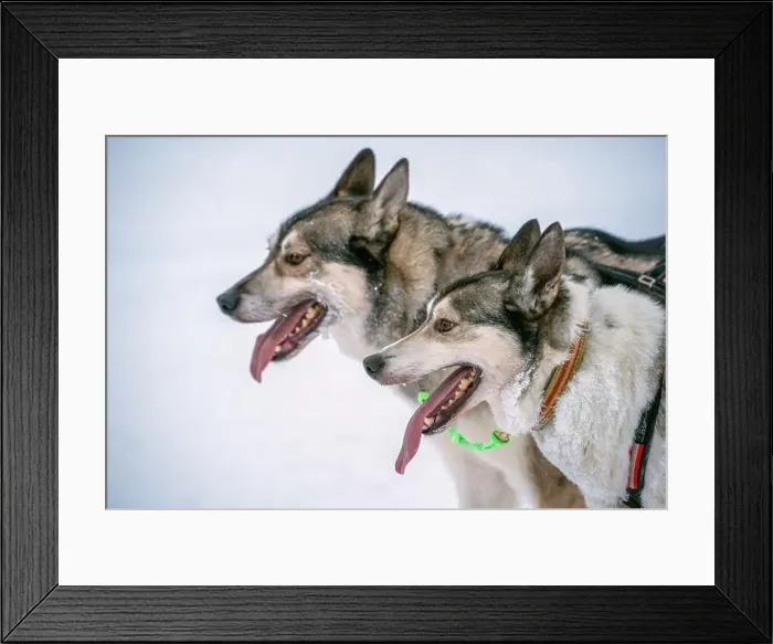 Framed Print : Sledding Sled dog lapland winter in Inari Nellim frozen lake Framed Print : Sledding Sled dog lapland winter in Inari Nellim frozen lake