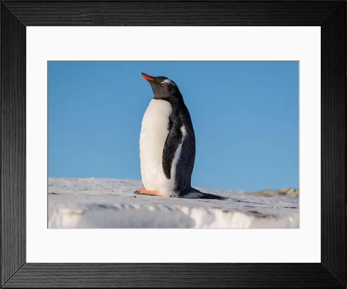 Framed Print : Gentoo penguin in Antarctica. Wild nature. Snow. South Pole Framed Print : Gentoo penguin in Antarctica. Wild nature. Snow. South Pole