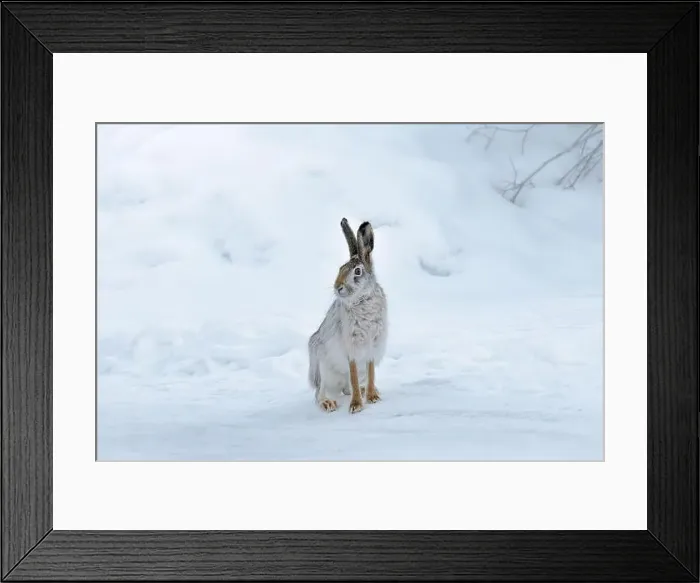 Framed Print : Wild hare sitting on snow in winter landscape Framed Print : Wild hare sitting on snow in winter landscape