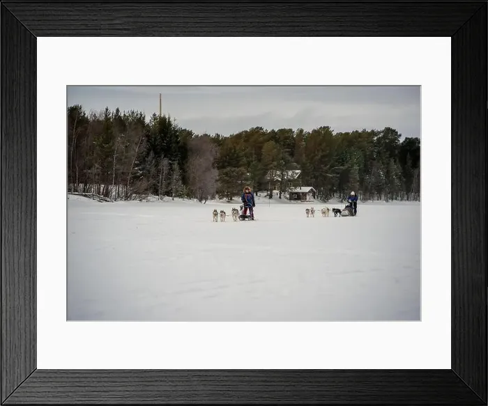 Framed Print : Sledding Sled dog lapland winter in Inari Nellim frozen lake Framed Print : Sledding Sled dog lapland winter in Inari Nellim frozen lake