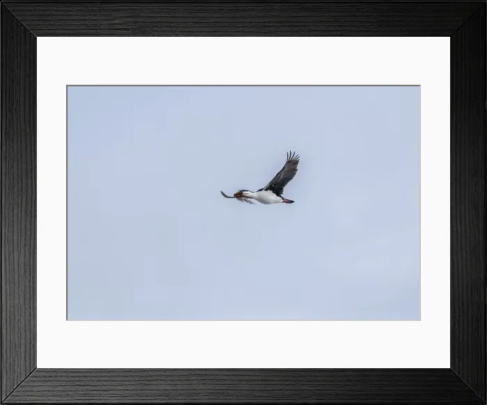 Framed Print : Antarctic Shag -Leucocarbo bransfieldensis- flying and carrying Framed Print : Antarctic Shag -Leucocarbo bransfieldensis- flying and carrying