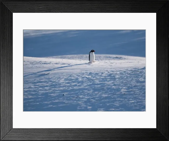 Framed Print : Gentoo penguin in Antarctica. Wild nature. Snow. South Pole Framed Print : Gentoo penguin in Antarctica. Wild nature. Snow. South Pole