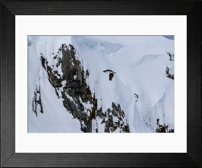 Framed Print : Antarctic Shag -Leucocarbo bransfieldensis- flying and carrying Framed Print : Antarctic Shag -Leucocarbo bransfieldensis- flying and carrying