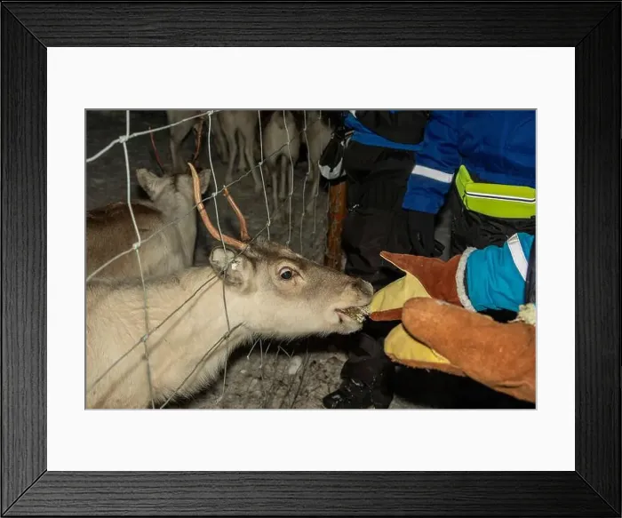 Framed Print : Lichen feeding Baby newborn Sami reindeer farm in LApland Finland Framed Print : Lichen feeding Baby newborn Sami reindeer farm in LApland Finland