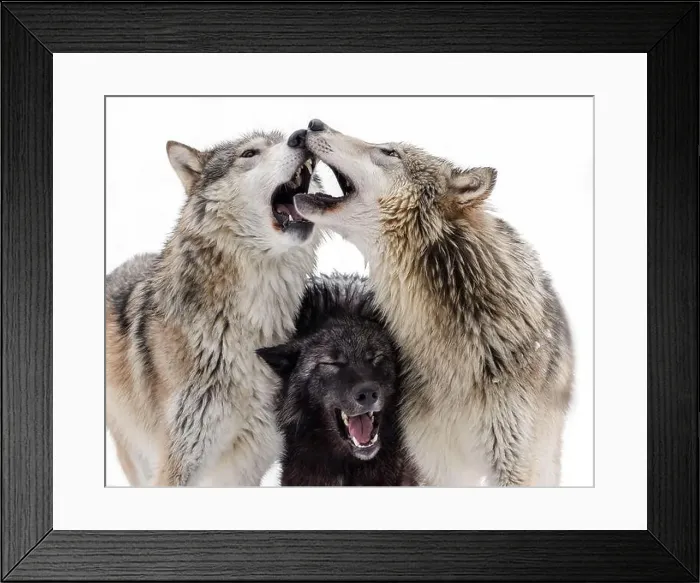 Framed Print : The gray wolf or grey wolf is native to Eurasia and N America Framed Print : The gray wolf or grey wolf is native to Eurasia and N America