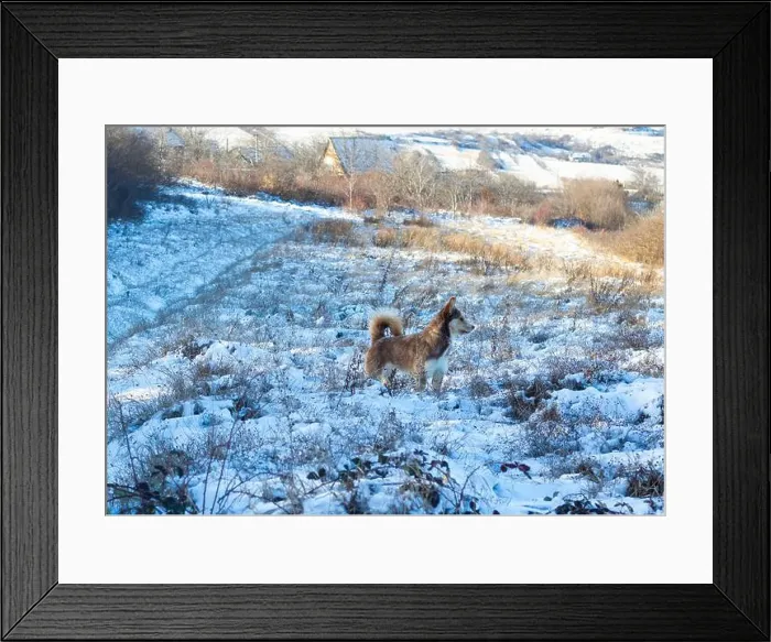 Framed Print : photo of hasky in snow Framed Print : photo of hasky in snow