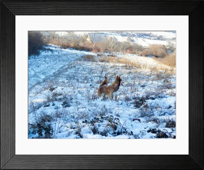 Framed Print : photo of hasky in snow Framed Print : photo of hasky in snow