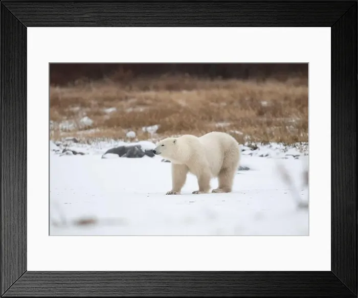 Framed Print : Polar bear on snow covered ground near the shoreline of Hudson Bay outside of Churchill, Manitoba, In winter Framed Print : Polar bear on snow covered ground near the shoreline of Hudson Bay outside of Churchill, Manitoba, In winter