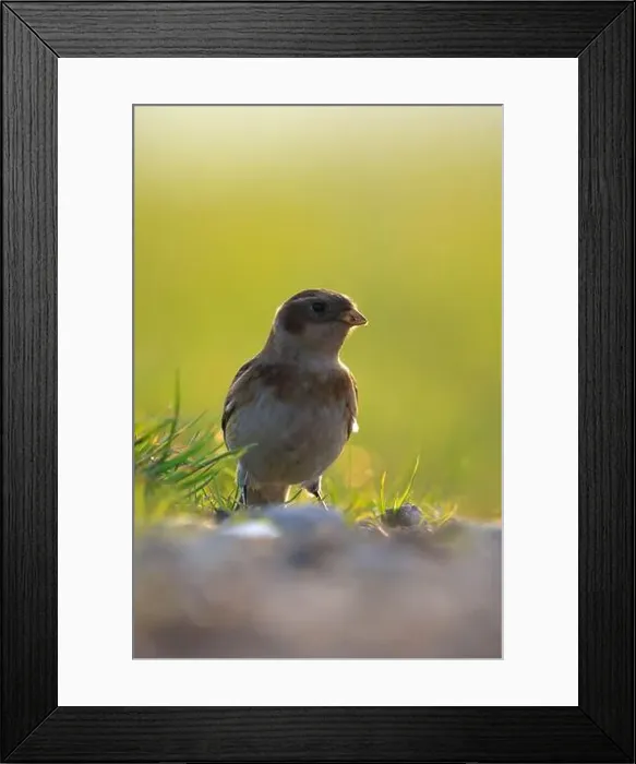 Framed Print : Closeup of a snow bunting, Plectrophenax nivalis, female bird foraging in grass Framed Print : Closeup of a snow bunting, Plectrophenax nivalis, female bird foraging in grass