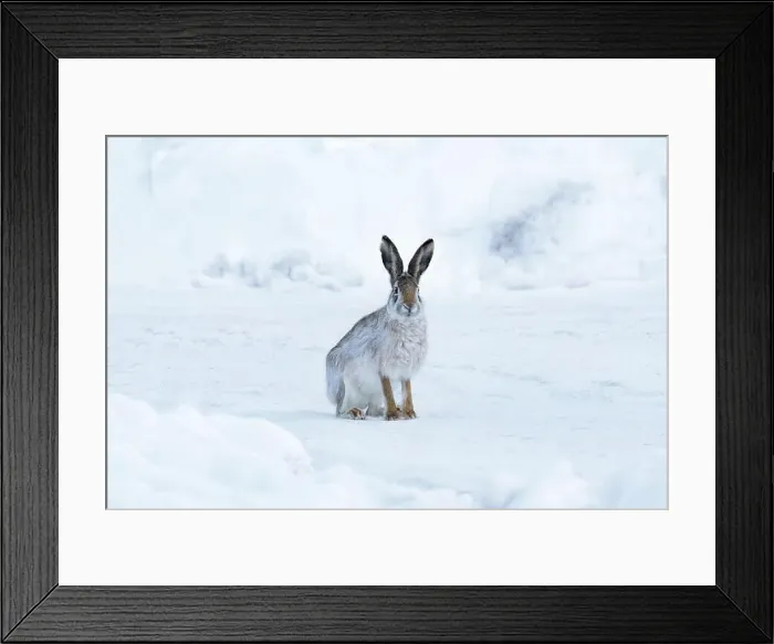 Framed Print : Wild hare sitting on snow in winter landscape Framed Print : Wild hare sitting on snow in winter landscape