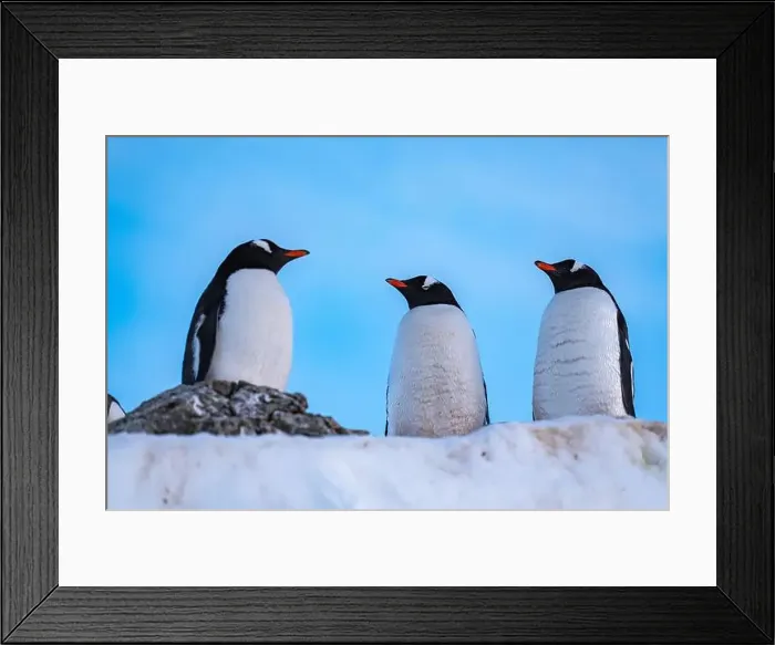 Framed Print : Gentoo penguin in Antarctica. Wild nature. Snow. South Pole Framed Print : Gentoo penguin in Antarctica. Wild nature. Snow. South Pole