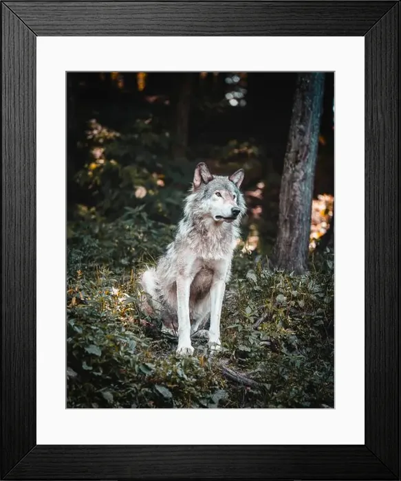 Framed Print : Majestic wolf in a serene forest setting, embodying strength and grace Framed Print : Majestic wolf in a serene forest setting, embodying strength and grace