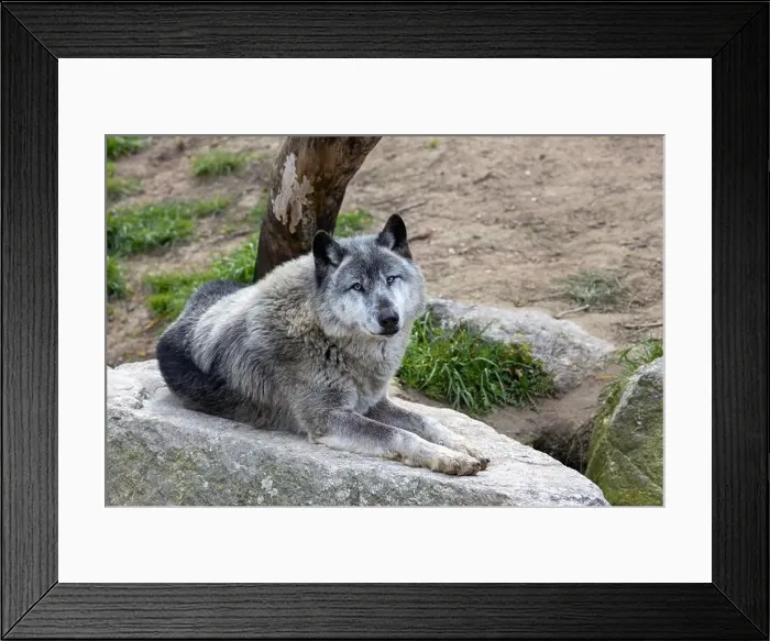Framed Print : The grey wolf (Canis lupus) preys on ungulates, small animals, and carrion. Photo taken in Yellowstone Framed Print : The grey wolf (Canis lupus) preys on ungulates, small animals, and carrion. Photo taken in Yellowstone