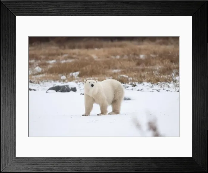 Framed Print : Polar bear on snow covered ground near the shoreline of Hudson Bay outside of Churchill, Manitoba, In winter Framed Print : Polar bear on snow covered ground near the shoreline of Hudson Bay outside of Churchill, Manitoba, In winter