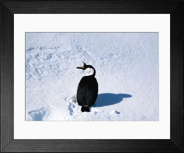 Framed Print : Antarctic shag (Leucocarbo bransfieldensis). Antarctica. Seabird Framed Print : Antarctic shag (Leucocarbo bransfieldensis). Antarctica. Seabird